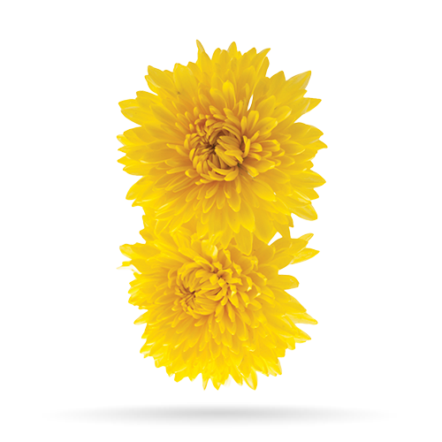 Indian Chrysanthemum (Chrysanthemum indicum)